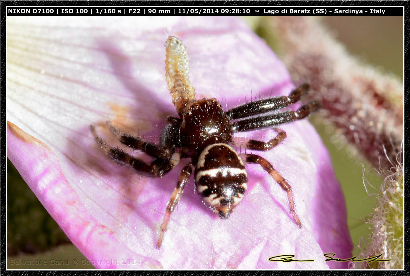 Synema globosum con preda da Baratz (SS)